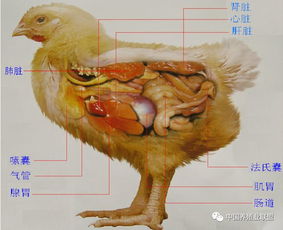 家禽肝病的病因分析与防控措施探讨——基于刘思当教授的理论指导